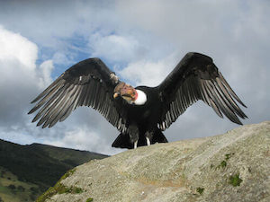 Andean condor