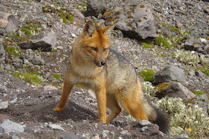 Andean fox