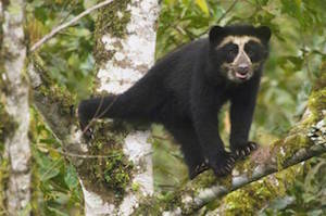 Peruvian spectacled bear