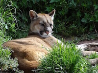 Andean puma