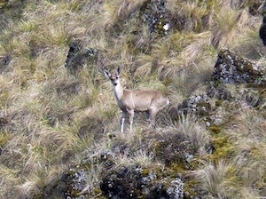 Andean taruca