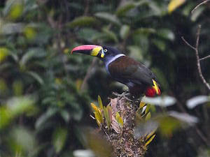 Peruvian Toucan